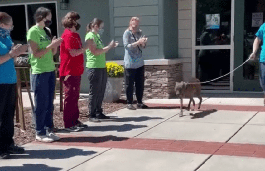 Big Mac, il cane più anziano viene adottato e lascia il rifugio fra gli applausi