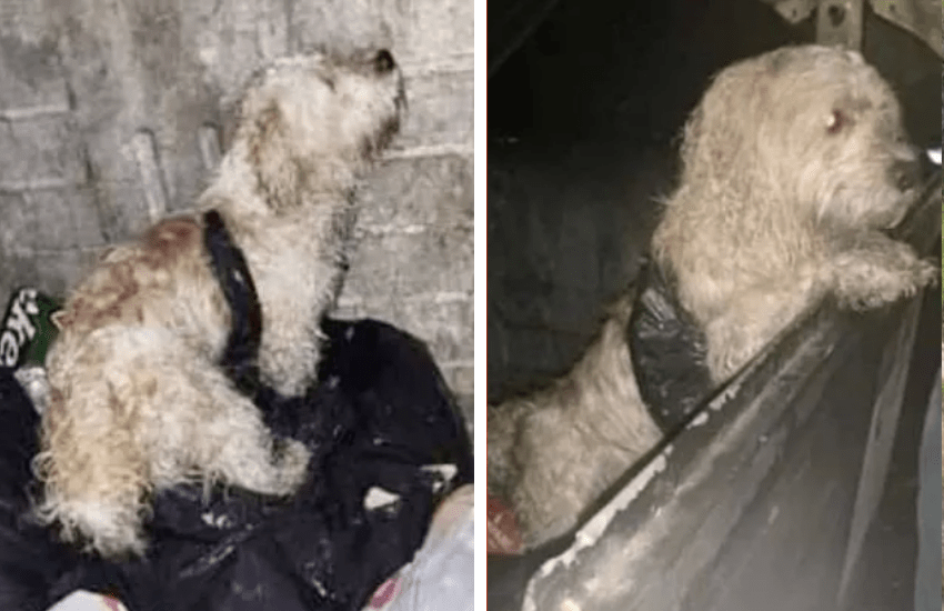 Cucciolo legato a una busta e gettato in un cassonetto: salvato in extremis