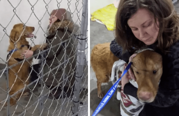 cane riabbraccia proprietaria golden retriever