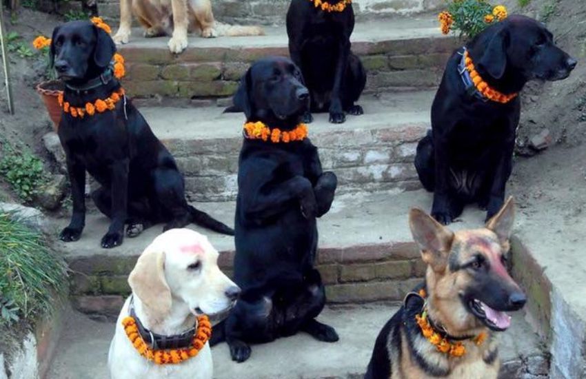 Cos’è il Kukur Tihar, il festival nepalese dove i protagonisti sono i cani