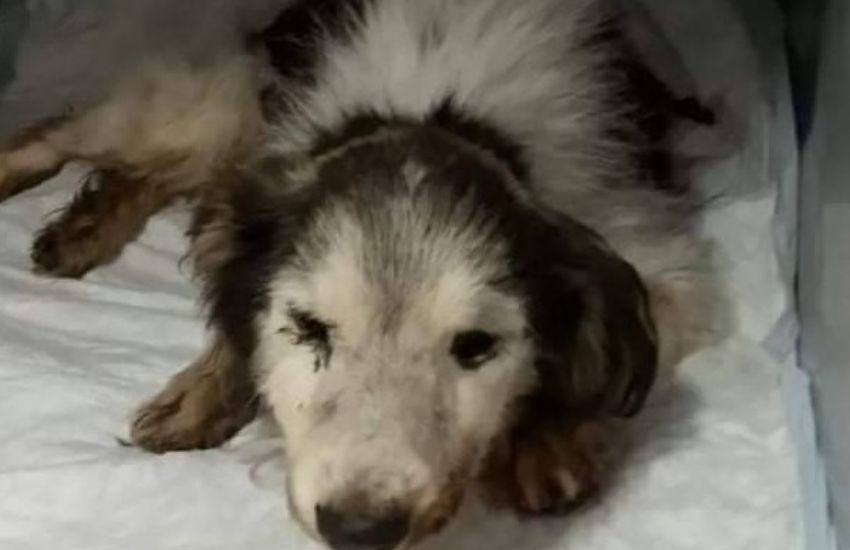 Getta un cane nel cassonetto della spazzatura, arriva la sentenza