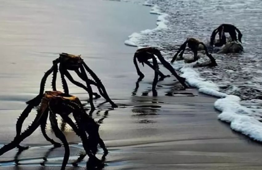 Paura in Sudafrica, avvistati “mostri marini”: “Sono alieni o ragni giganti?”
