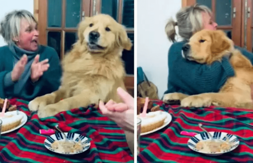 Il Golden Retriever si commuove per la festa di compleanno e il video diventa virale