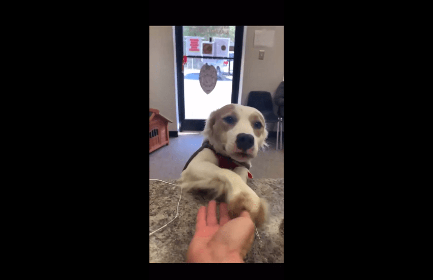 Ava, la cagnolina che nel giorno dell’adozione ringrazia chi l’ha accudita (VIDEO)