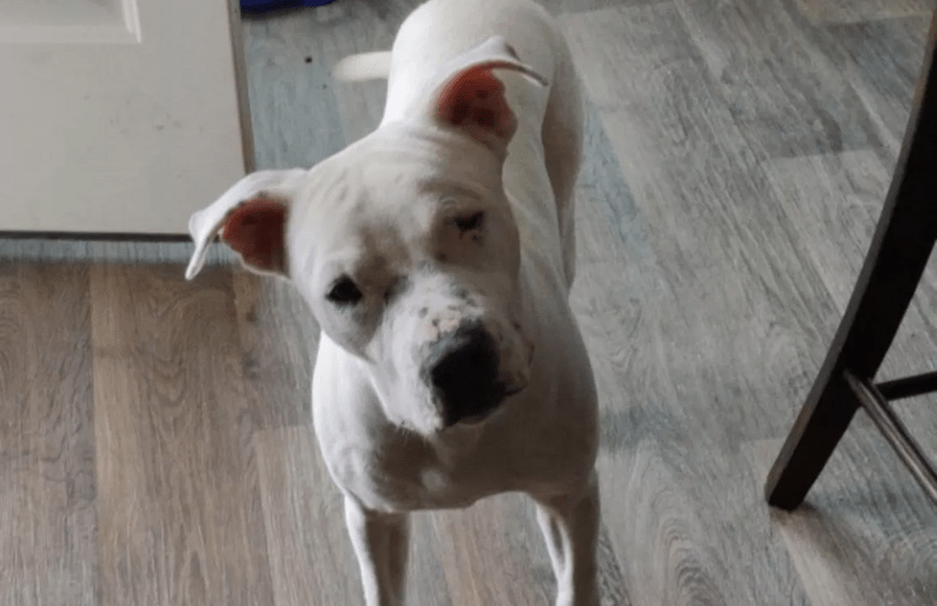 Rocco, il cane “sottile come un foglio di carta” rinato grazie all’adozione