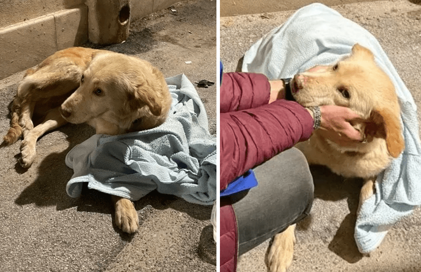 Cane spaventato dai botti di capodanno tenta di scappare lanciandosi dal terzo piano