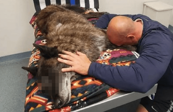 cane poliziotto
