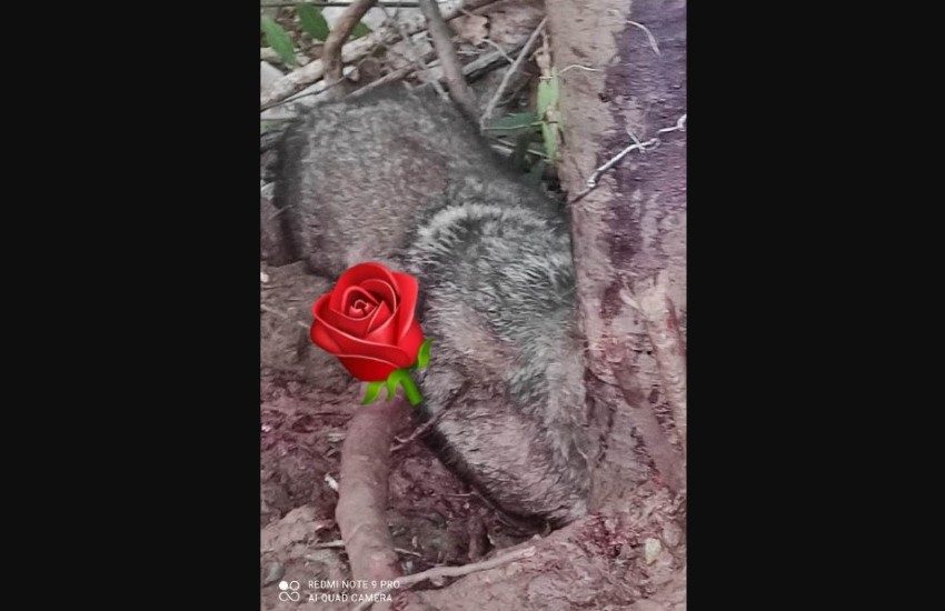 Ucciso con un colpo di fucile in terra pontina; la triste fine di un lupo grigio