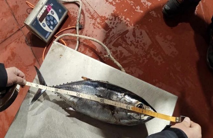 Riposto, sequestrati 120 Kg di tonni troppo piccoli