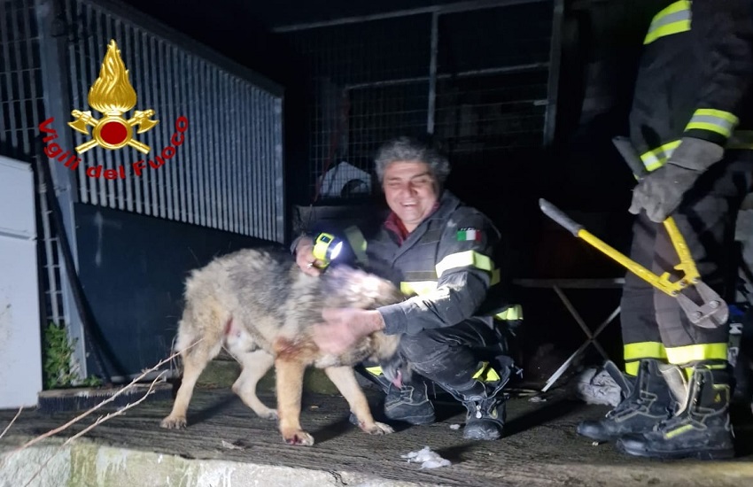 [FOTO] Militello, cane “eroe” in pensione salvato dai Vigili del Fuoco