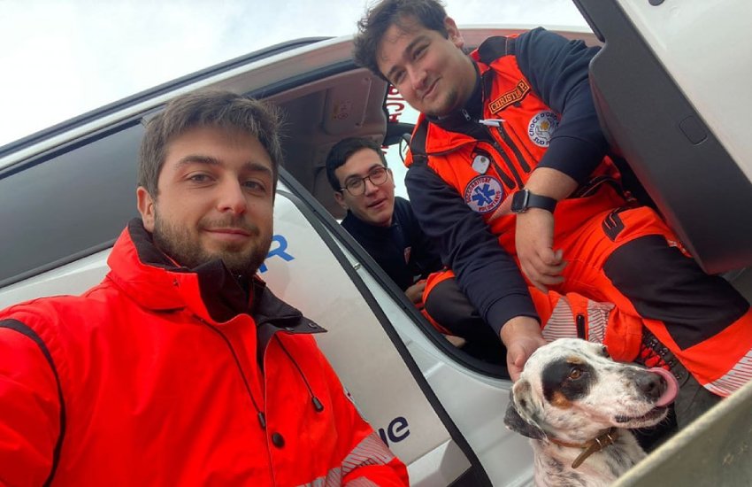 Cane smarrito sulla carreggiata della via Pontina: salvato da alcuni volontari