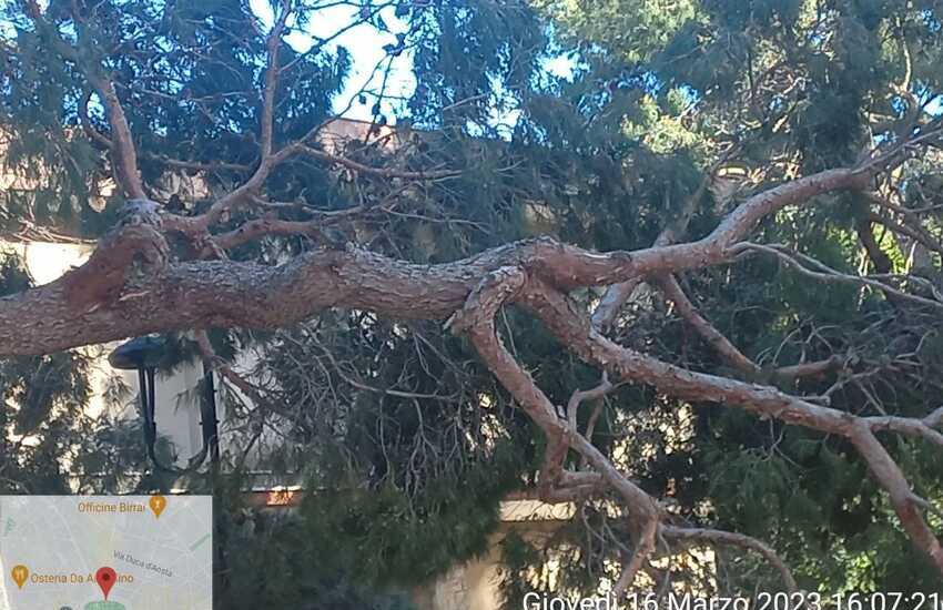 Paura in città, vento forte fa cadere albero di pino. Chiusa Villa comunale