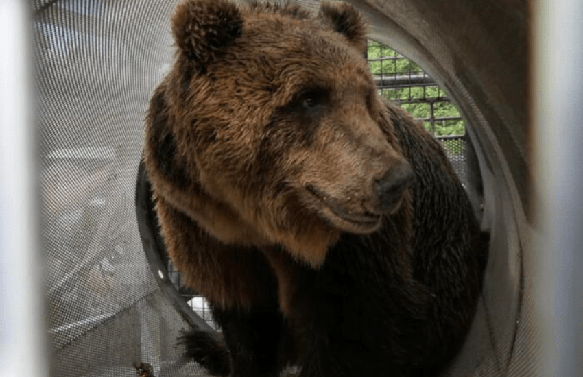 Trento, il Tar salva anche l’orso MJ5: “Necessario bloccare follia di sterminio”