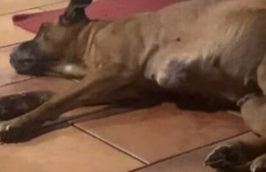 Palermo, non ha soldi per il veterinario, il cane Kira muore: il Video è straziante. Monta la polemica