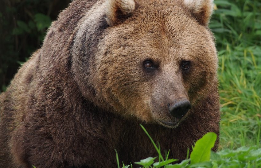 Trentino, catturata l’orsa JJ4: che ne sarà di lei?