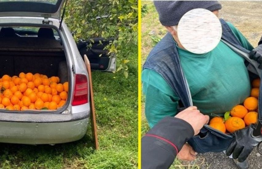 Mineo, beccati a fare il “pieno” di arance, oltre 250kg nel bagagliaio, tre arresti