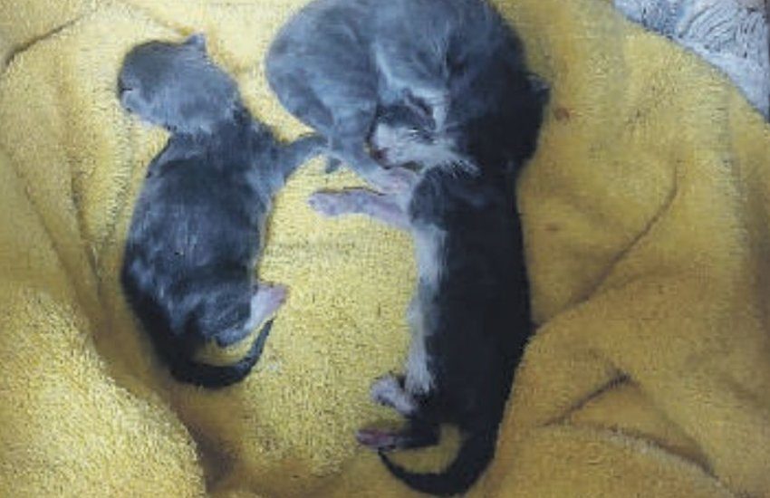 Micetti buttati nella spazzatura come un rifiuto qualsiasi: il ritrovamento a Latina. Se ne salva solo uno…