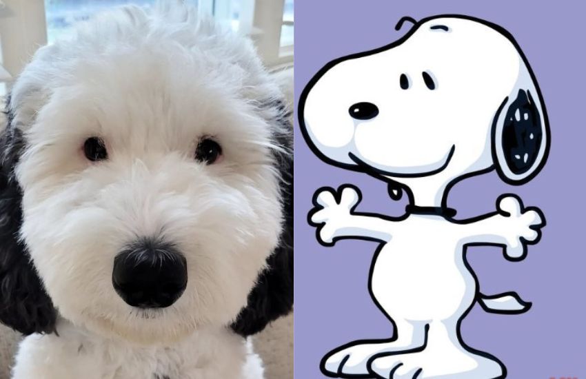 Snoopy esiste davvero ed è una star dei social: “Si è reincarnato!”