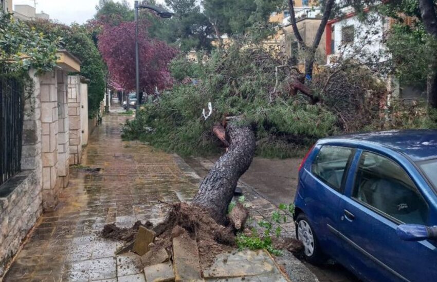 Tragedia sfiorata in città. Crolla albero in centro e rischia di travolgere uomo a spasso con cane