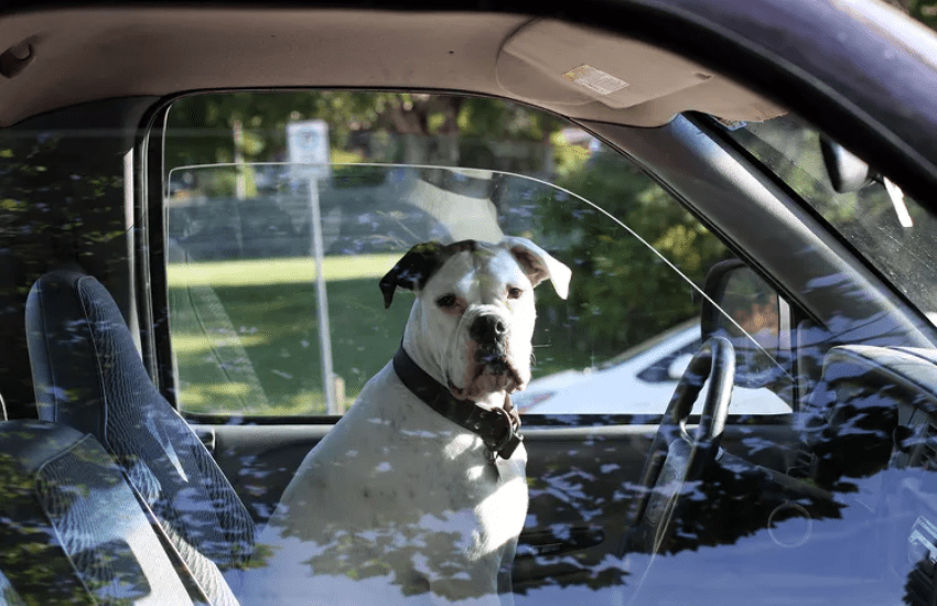 Mette al volante il cane per evitare l’arresto per guida in stato di ebbrezza