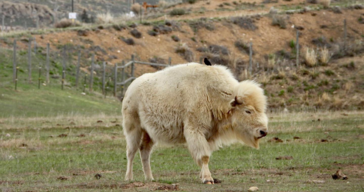 bisonte bianco