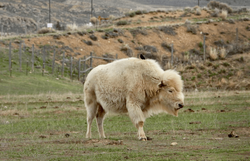 bisonte bianco