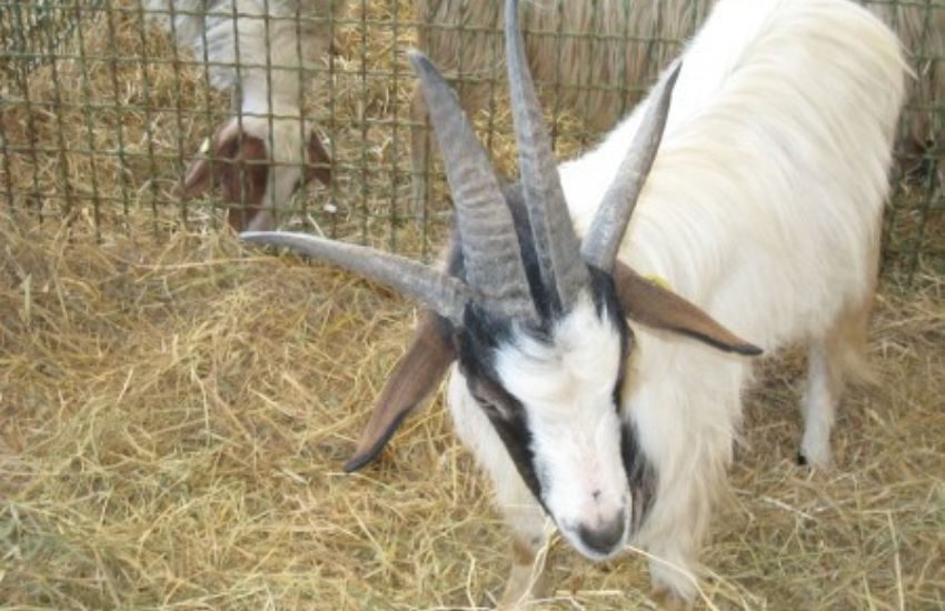 Macerata: lite tra fratelli degenera, uno dei due aizza una capra contro l’altro