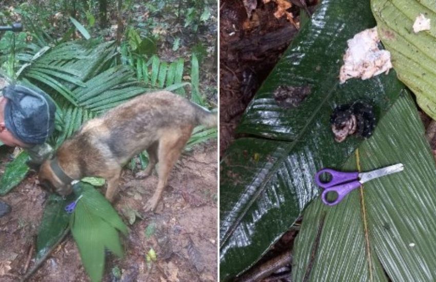 Mistero e incredulità, “miracolo” in Colombia: 4 bambini dispersi nella giungla dopo un incidente aereo sopravvivono così