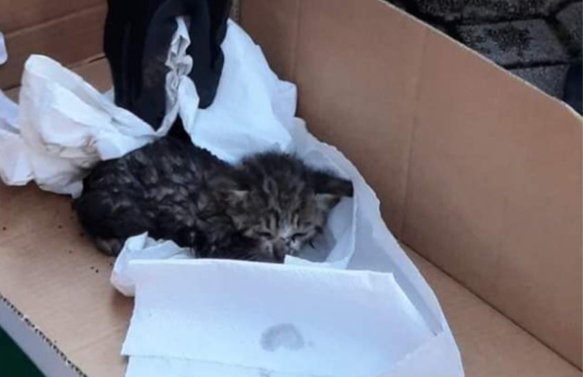 Gattino prigioniero in un tombino: salvato dai Vigili del Fuoco