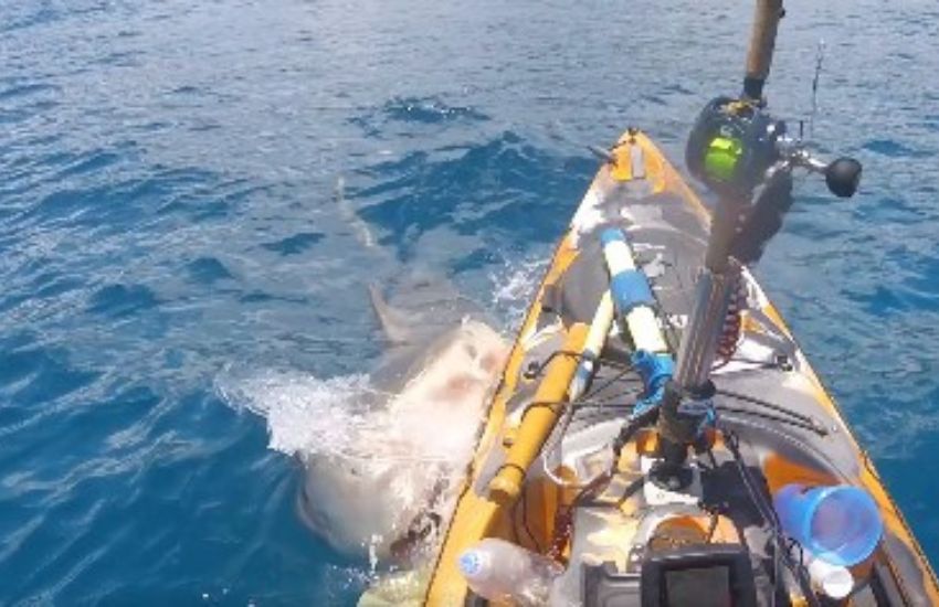 Pescatore attaccato da uno squalo tigre mentre pescava dal suo kayak – [VIDEO]