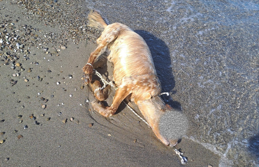 Matera, l’orribile morte di un cane scoperta sulla spiaggia: “Crimine sconvolgente”