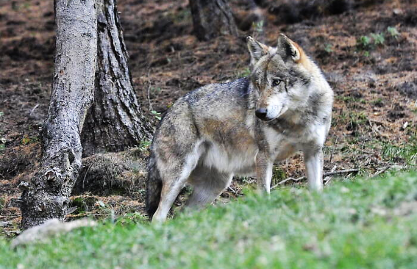 Bolzano: consentito l’abbattimento di lupi