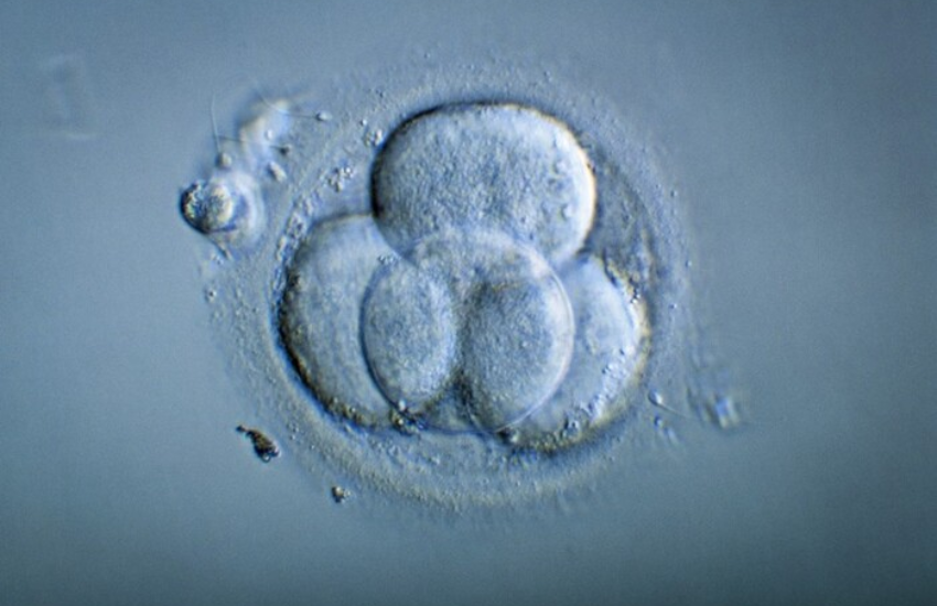 Embrioni umani creati senza sperma o ovuli: una scoperta choc che già solleva problemi etici