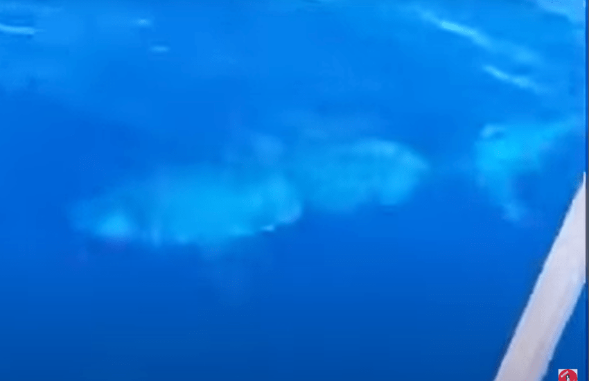 Livorno, avvistato squalo di tre metri: il video