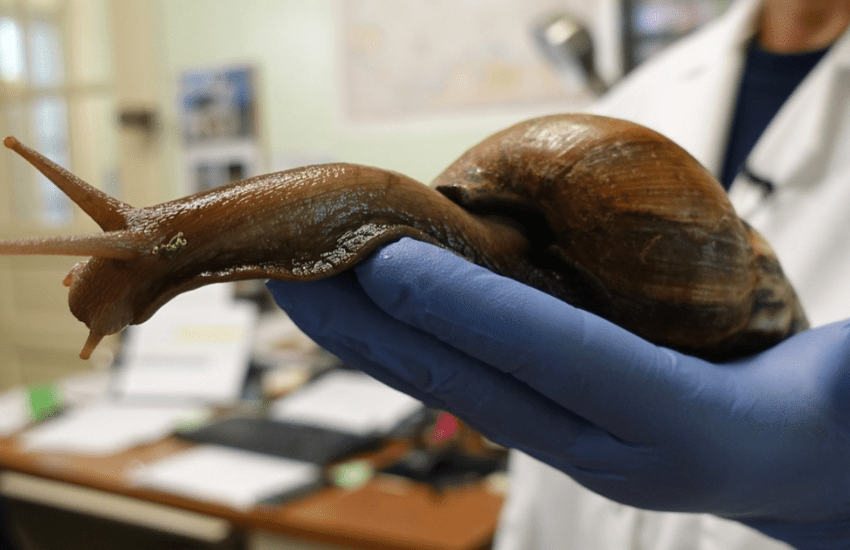 Lumache giganti costringono alla quarantena una contea intera (VIDEO)