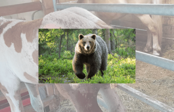 orso
