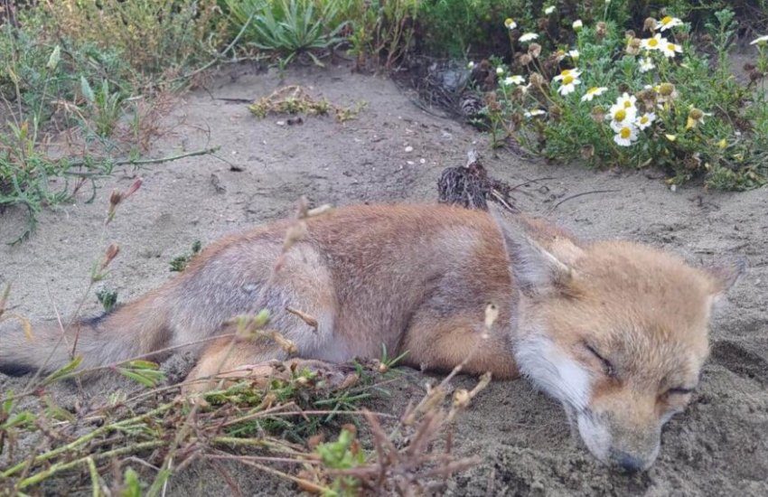 Il cucciolo di volpe investito lungo la litoranea non ce l’ha fatta, nonostante i soccorsi