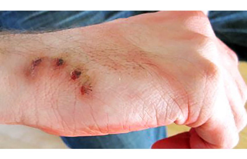 Morsi a proprietario e spintoni alla commessa per guadagnarsi la fuga: arrestati ladri pontini