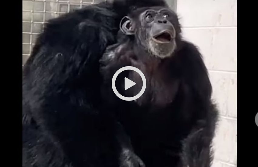 Vive per 29 anni in una gabbia e vede il cielo per la prima volta: la reazione dello scimpanzé commuove il web [VIDEO]