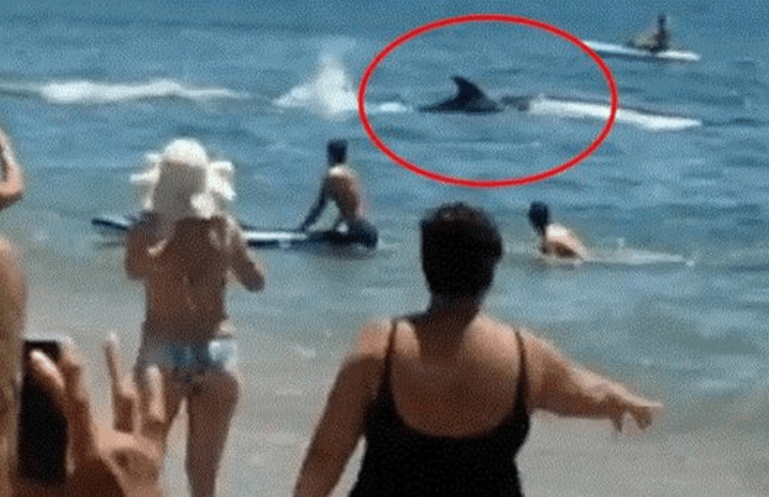 L’orca nuota vicino alla riva, panico fra i bagnanti: il video choc