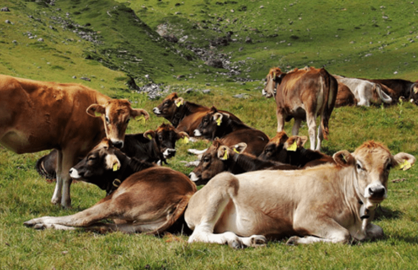 Mucche inferocite aggrediscono in branco: grave una turista in Alto Adige