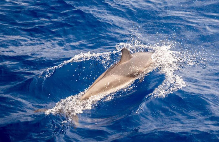 Tartarughe, delfini e balenottere: gli avvistamenti di Greenpeace a largo delle isole pontine