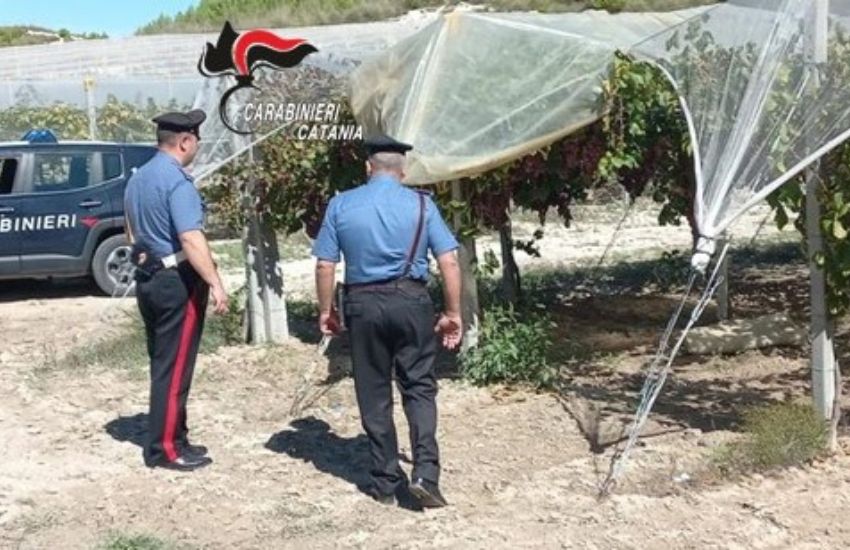 Caltagirone: furti d’uva, servizi straordinari di controllo del territorio da parte dei Carabinieri
