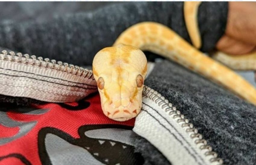 Cina, choc alla dogana: sorpreso con 100 serpenti vivi nei pantaloni