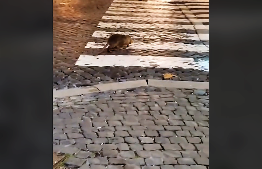 Roma invasa dai topi: “Pessima figura col mondo intero” (VIDEO)