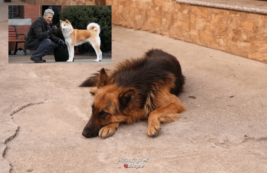 Snoopy commuove come Hachiko : attende in un paesino sardo il padrone che non c’è più (VIDEO)