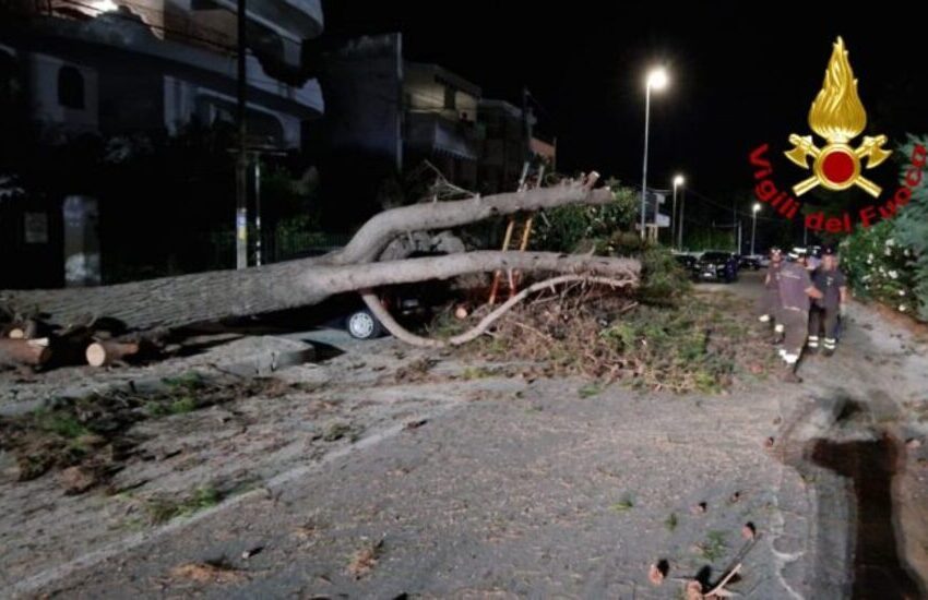 Tragedia sfiorata nel Salento. Crolla grosso pino sul lungomare, paura per i passanti