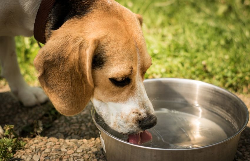 Chiede una vaschetta vuota per far bere il cane, il bar la fa pagare 1,50€: scoppia un’altra polemica sugli scontrini