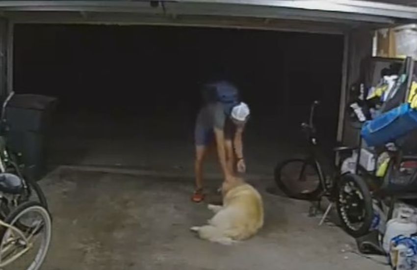 Cane da guardia fa amicizia con il ladro invece di cacciarlo