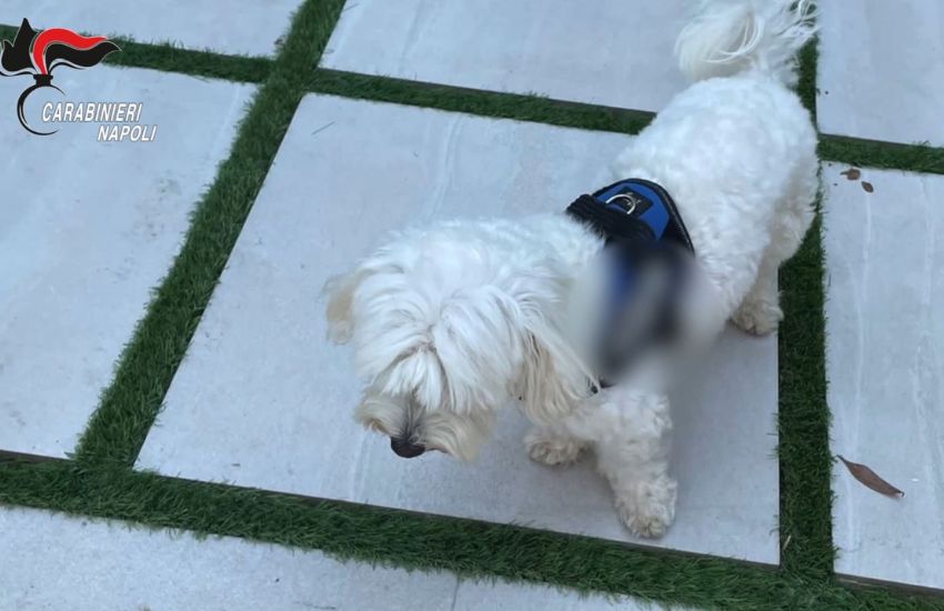 Napoli, arrestato un pericoloso latitante “tradito” dal cane dell’amante [VIDEO]